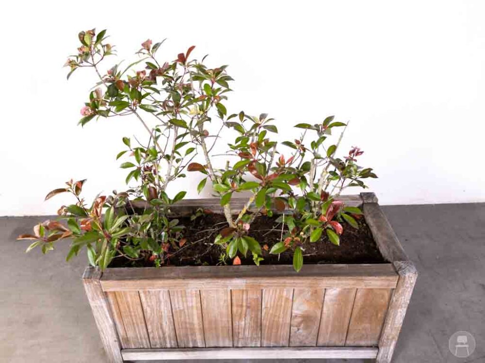 Plantenbak Teak Ronny 120x50cm